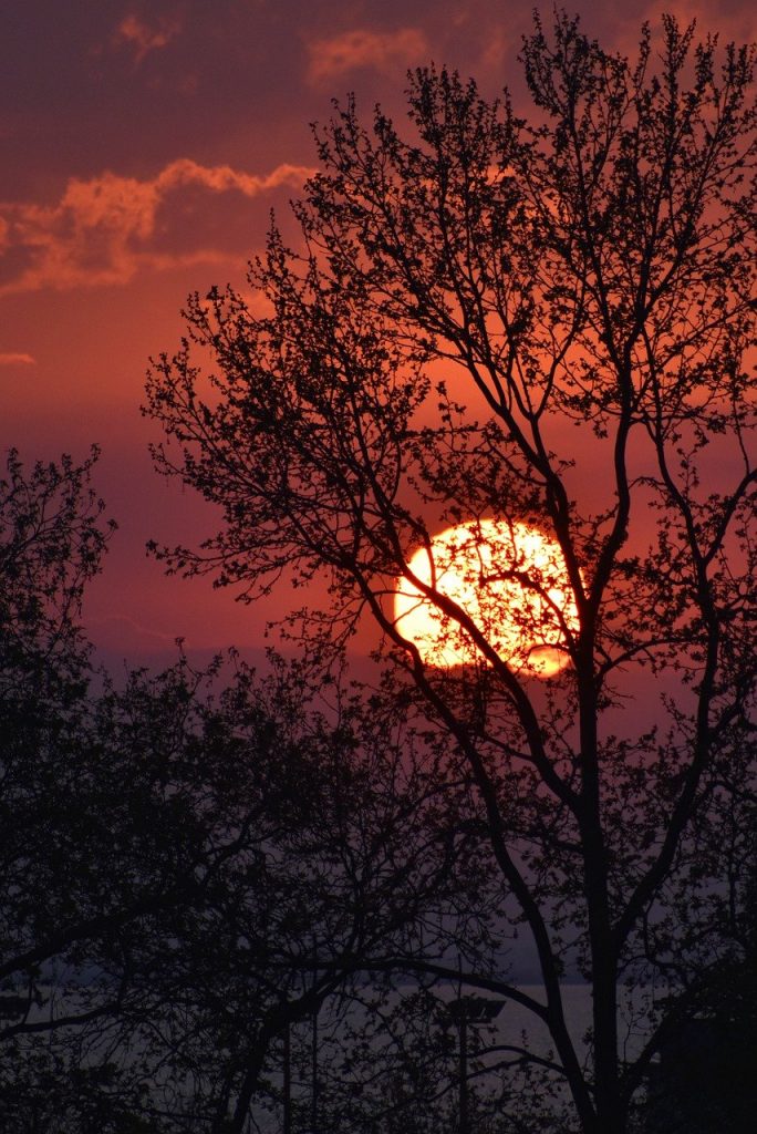 sunset, sun, trees